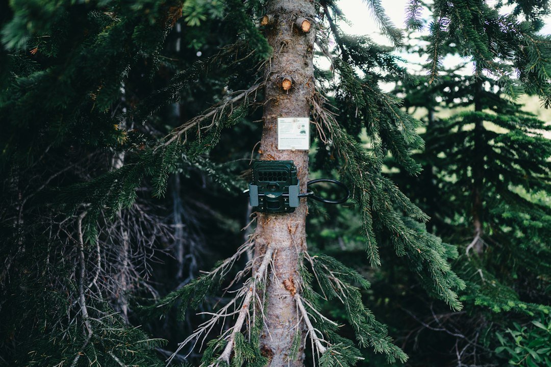 Woodland environment where trail cameras are commonly installed